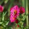 Beauty Flower.