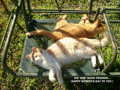 Women&rsquo;s Day Cats!