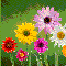 May Flowers [ May 2015 ]