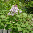 Lilac In May.