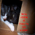 Friday Cats.