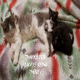 Always There Cat And Kittens.