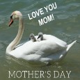Everyone Has A Mother...