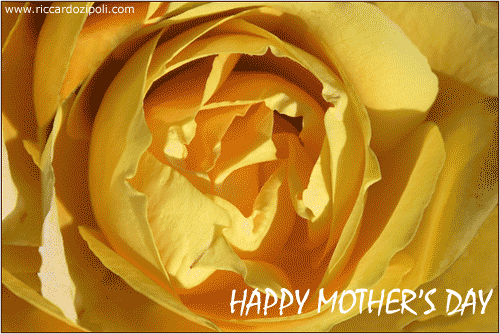 A Rose For A Beautiful Mother’s Day.