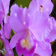 Mauve Orchid For A Wonderful Mother.