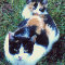 Momma And Baby Kitten.