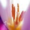 Tulip Day.