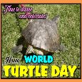 Turtle Dance And Celebration.