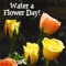 Water a Flower Day [ May 30, 2024 ]