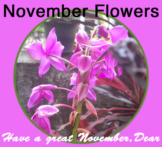 November Flowers, Violet Flowers. Free November Flowers eCards 123