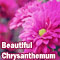 Beautiful Chrysanthemum!