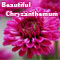 Beautiful Chrysanthemum Whisper You...
