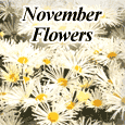 November Flowers.