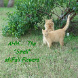November Flowers And Cats.
