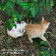 November Flower Kitties.