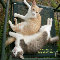 Forget Me Not Cats.