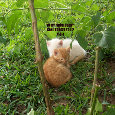 Forget Not Kittens.