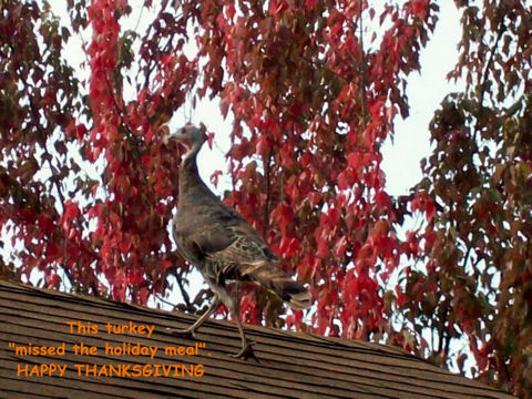 Thankful Turkey.