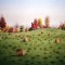 Straw Bales In October Greeting Cards.