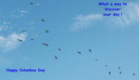 Discovering Birds.