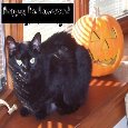 Spooky Black Cat Halloween.