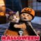 We%92Re Scaredy Cats!