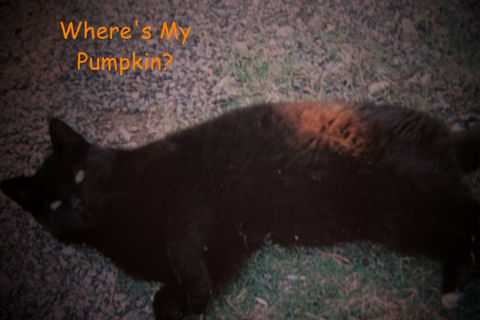 Halloween Kitty.