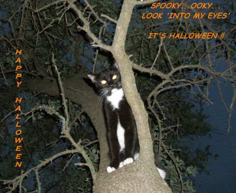 Halloween Black Cat.