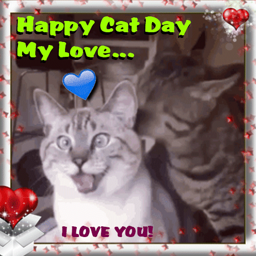 Happy Cat Day My Love.