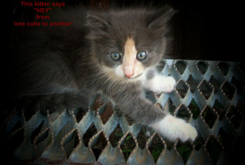 Hey Day Kitten.