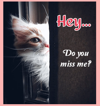 Hey! Miss Me?