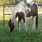 Hey Day Horse.