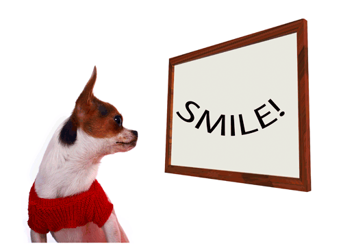 Send A Smile With Cute Chihuahua Dog.
