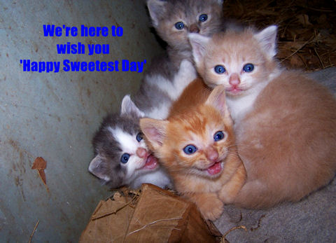 Happy Sweetest Day Kittens.