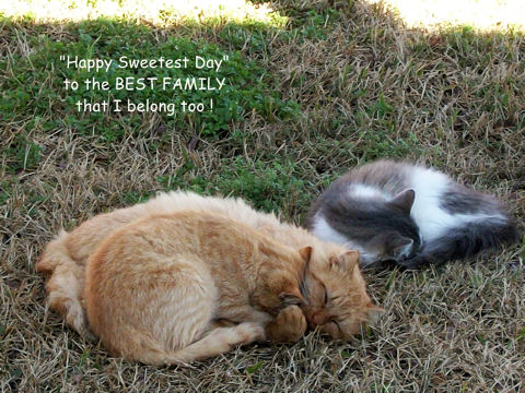 Sweetest Day Family Cats.