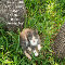Sweetest Day Love Kitten.