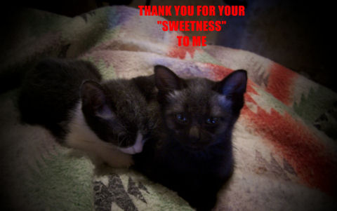 Thank You Sweetest Kittens.