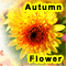 Chrysanthemum, As Bright As Autumn...