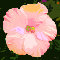 Pinkflower.
