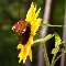 Beautiful Sunflower.