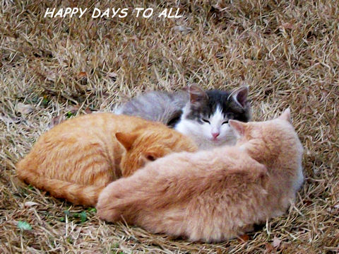Autumn Cats.