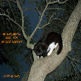 Autumn Night Cat Autumn Night Cat
