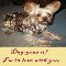 Dog Gone I%92m In Love With You.