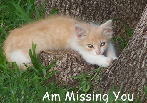 Kitty Asks, Where Are You?