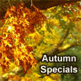 Autumn As Special As You Are!
