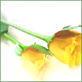 Home : Events : Festival of Roses (CA) [Sep 6 - 9] - A Bud Like You...