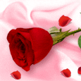 Perfect As A Rose.. Greeting Cards.
