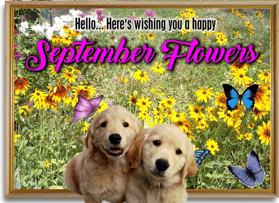 A September Flowers Message Card.