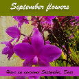 September Flowers, Violet Flowers.