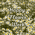 Happy Flower Week With Daisies.